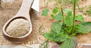 Psyllium Husk Manufacturers