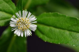 Bhringraj Syrup Manufacturers in India