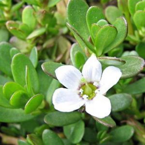 Brahmi Tablet Manufacturers in India