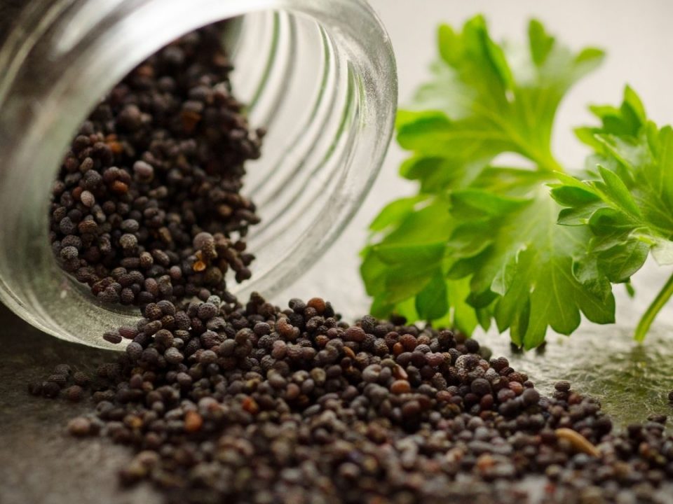 Ayurvedic PCD Company In Prayagraj