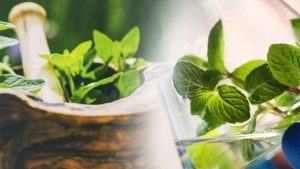 Ayurvedic Gynae Product Manufacturers In India