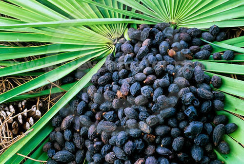 Saw Palmetto Manufacturers & Exporters in India