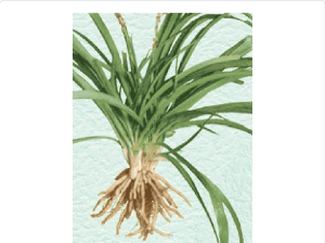 Safed Musli Tablet Manufacturers in India