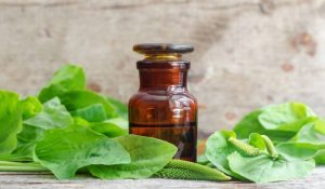 Ayurvedic Syrup Manufacturers In Chandigarh